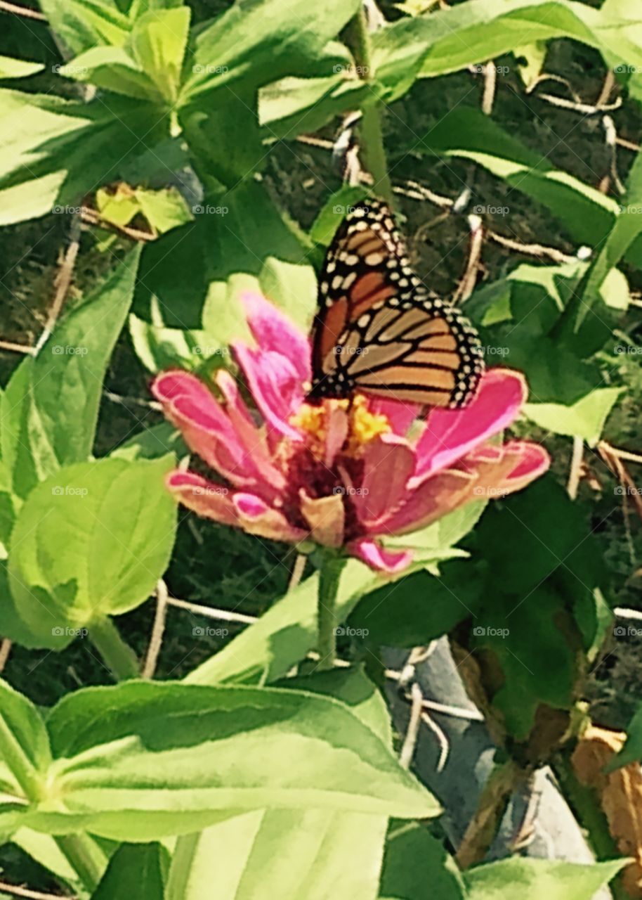Butterfly. Summertime in Michigan