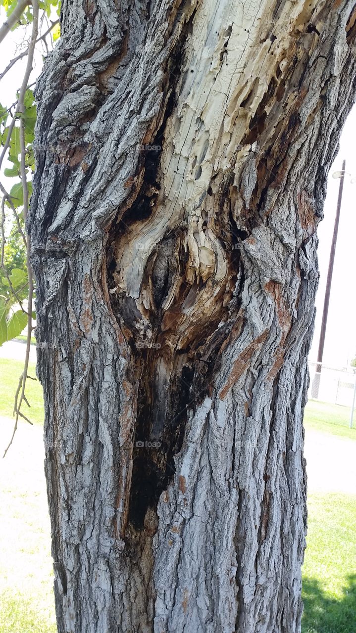 tree trunk. hole in the tree at park