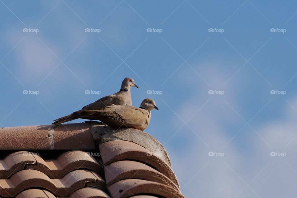 Doves