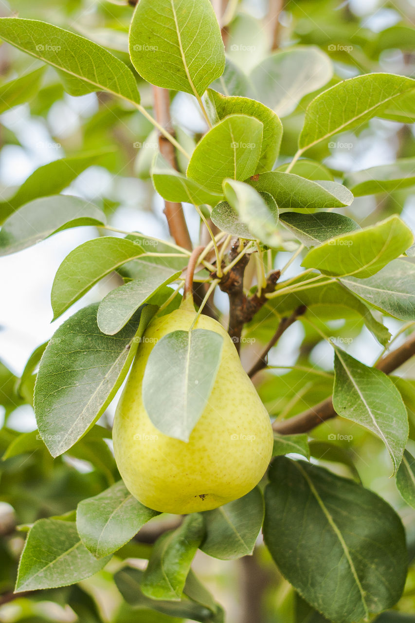 Leaf, Nature, Fruit, Flora, Food