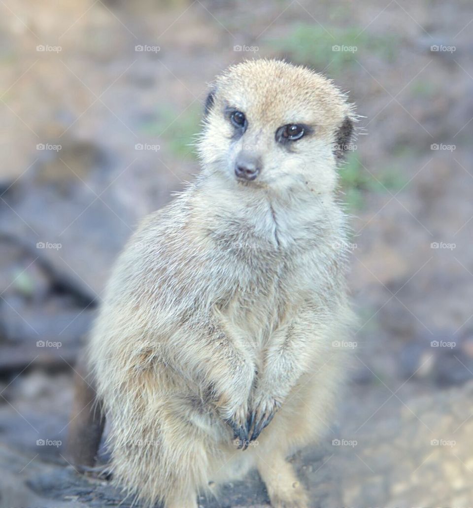 meerkat