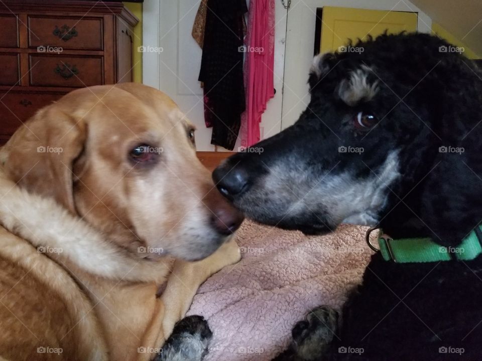 Nose to nose