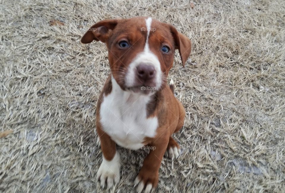 Catahoula pit bull cross puppy sitting looking up with green eyes red nose brindle coat  blaze face sweet new member of the family , Olive