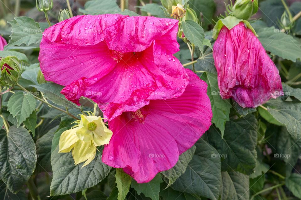 Hibiscus rosa  or China rose with beautiful pink flowers