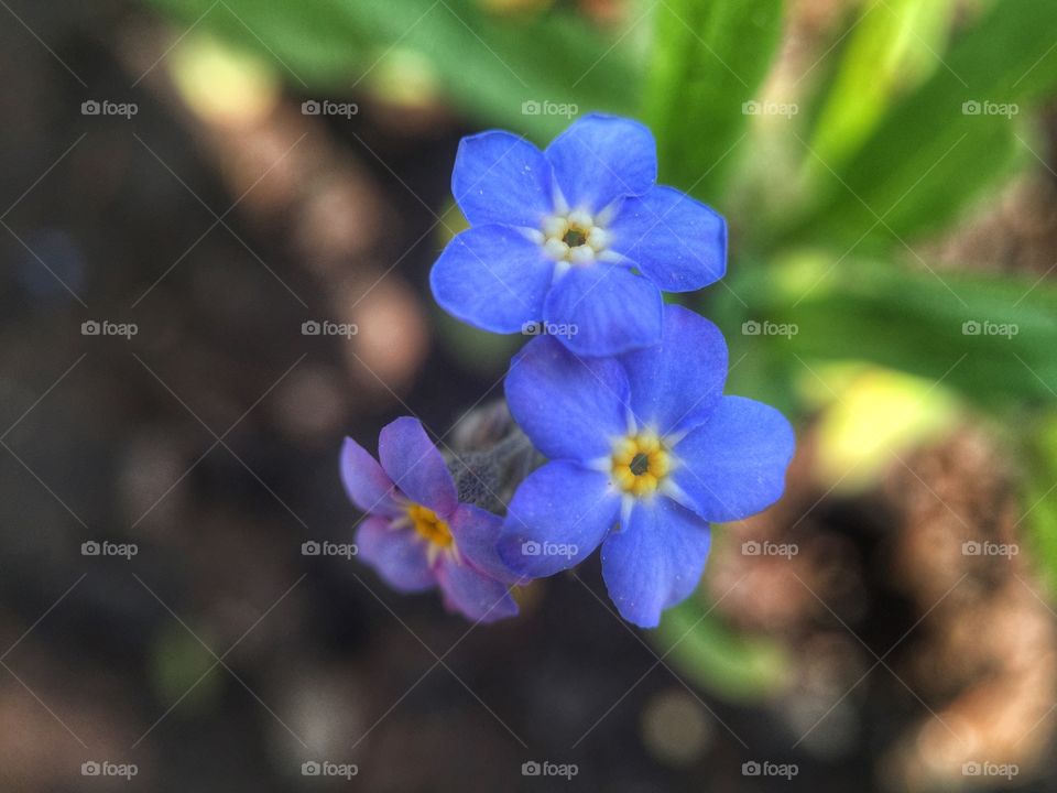 Forget-me-not