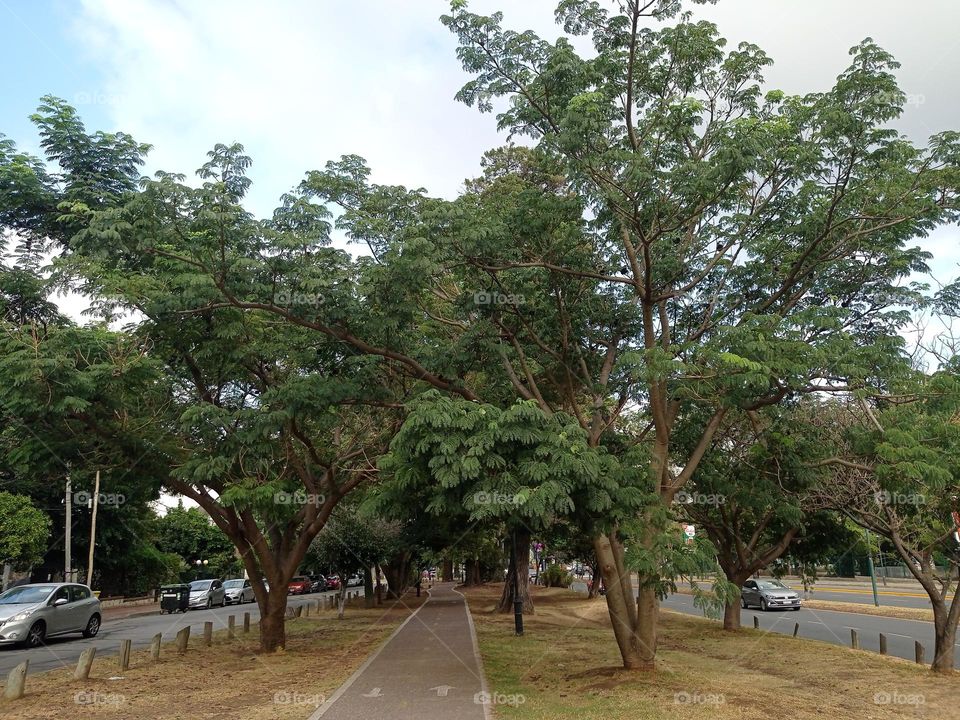 jog, walk or bike under the trees