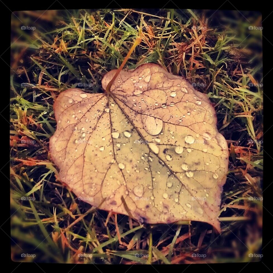 Fall