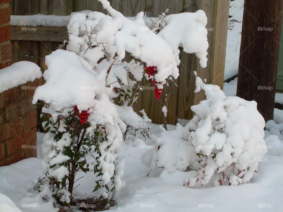 Red berries in the snow