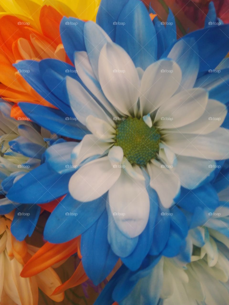 blue & white flower