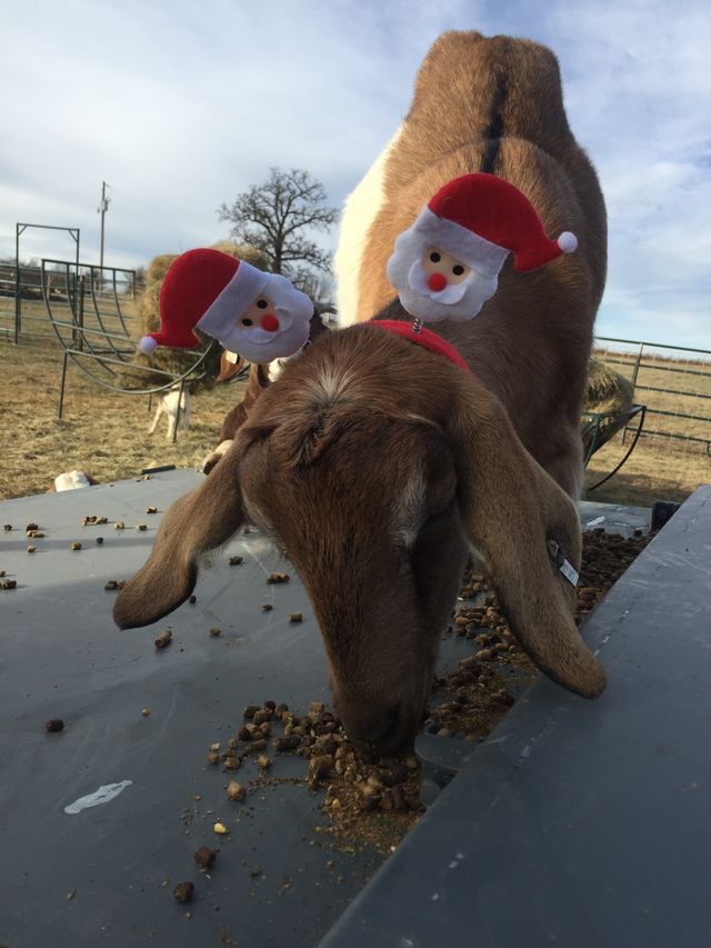Goat Christmas 