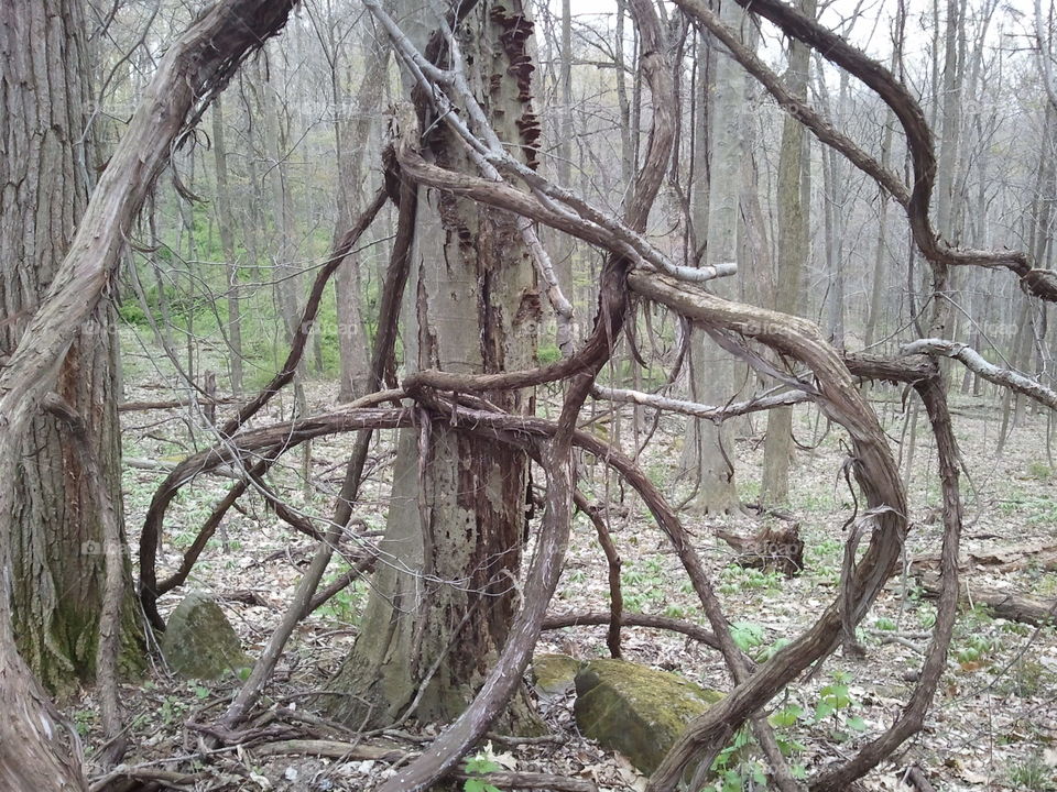 Tangled Wood