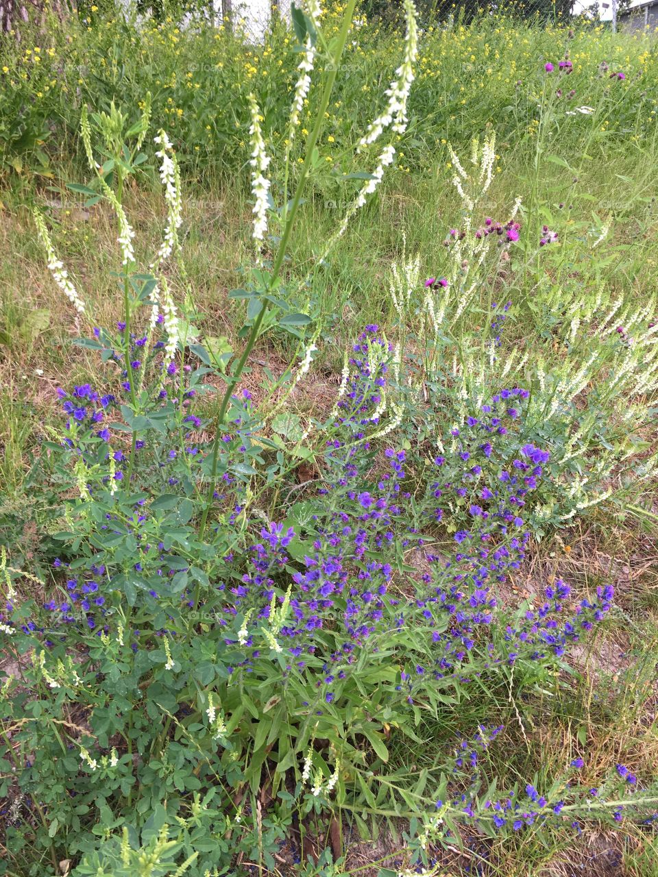Purple and white flora