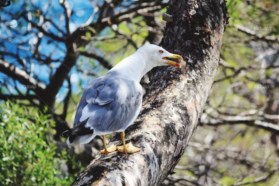 Bird, Wildlife, Nature, No Person, Animal