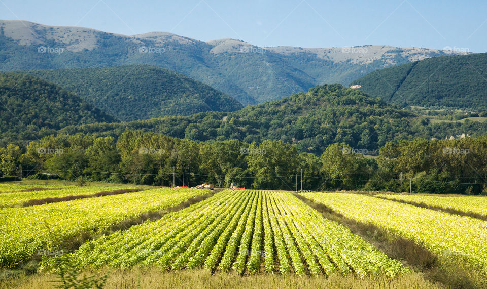 Scenic view tobacco growing in field