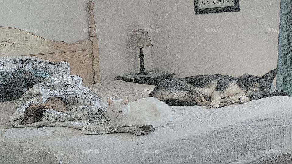 lazy pets