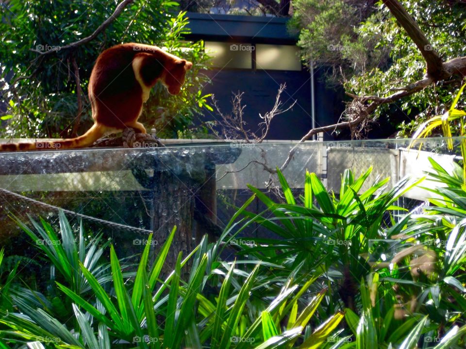 Wallaby Pondering. Wallaby at Taronga Zoo