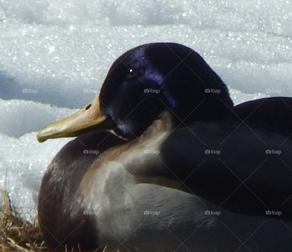 Mallard Duck Enjoying the Snow