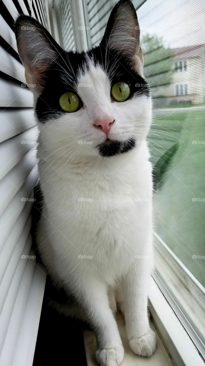 A domestic tuxedo cat posing on a window sill.