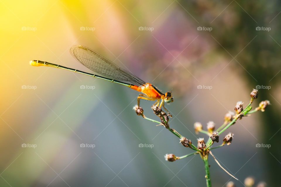 Dragonfly in spring