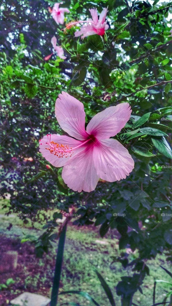 mobile series:plants