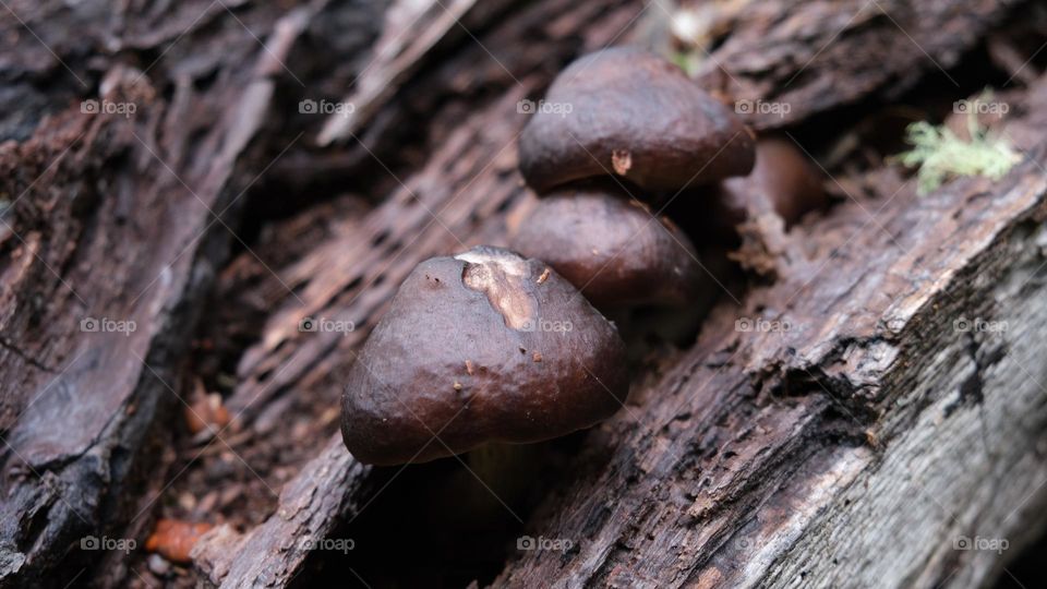 Mushrooms pop up on a tree trunk after a fall rain.