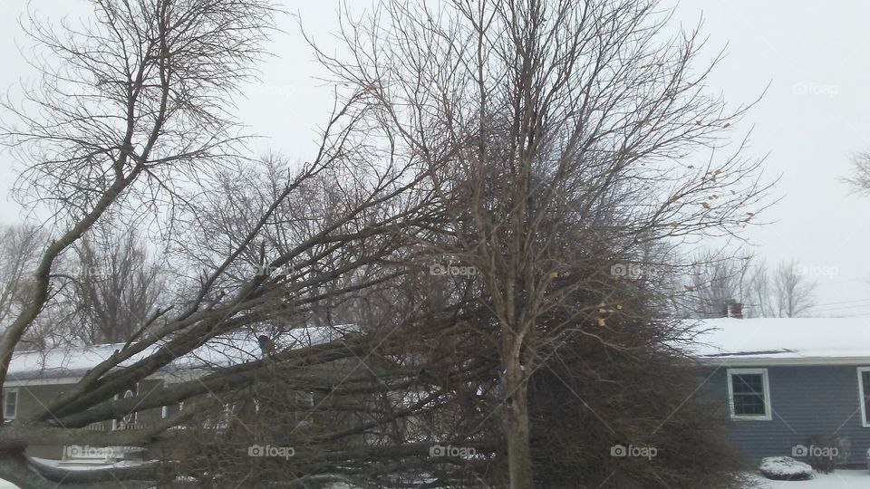 Winter, Tree, Snow, Wood, No Person