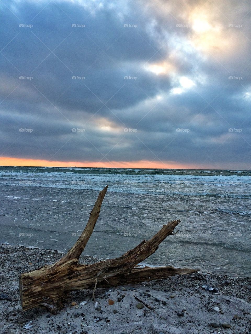 Drift wood on the beach