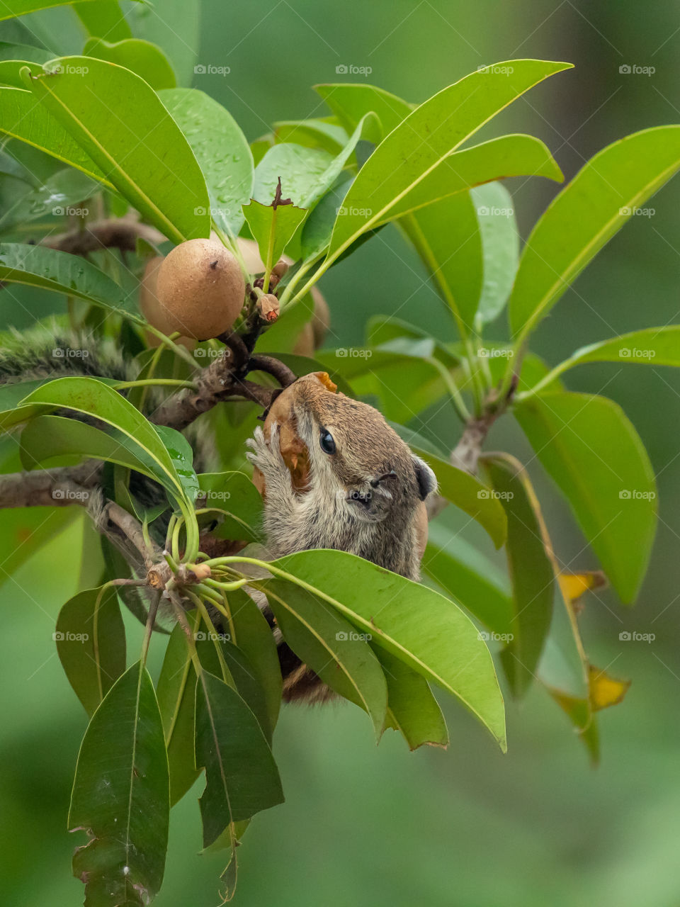Little squirrel is enjoying sweet fruits