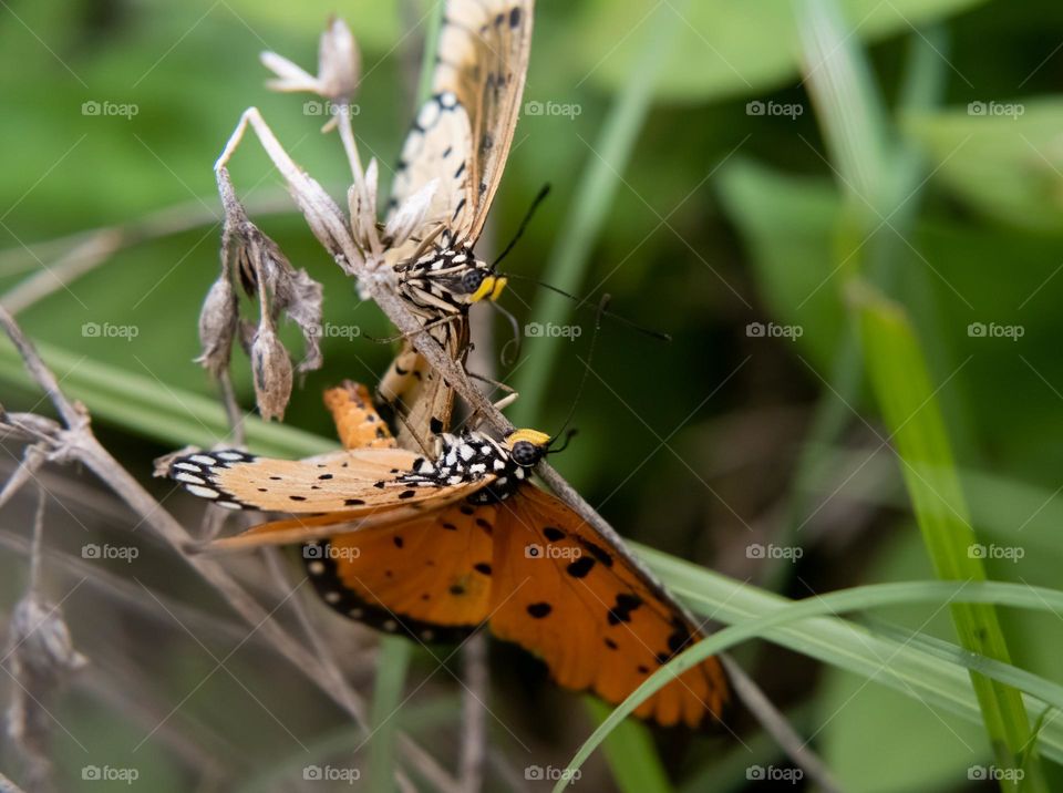 fight between butterfly