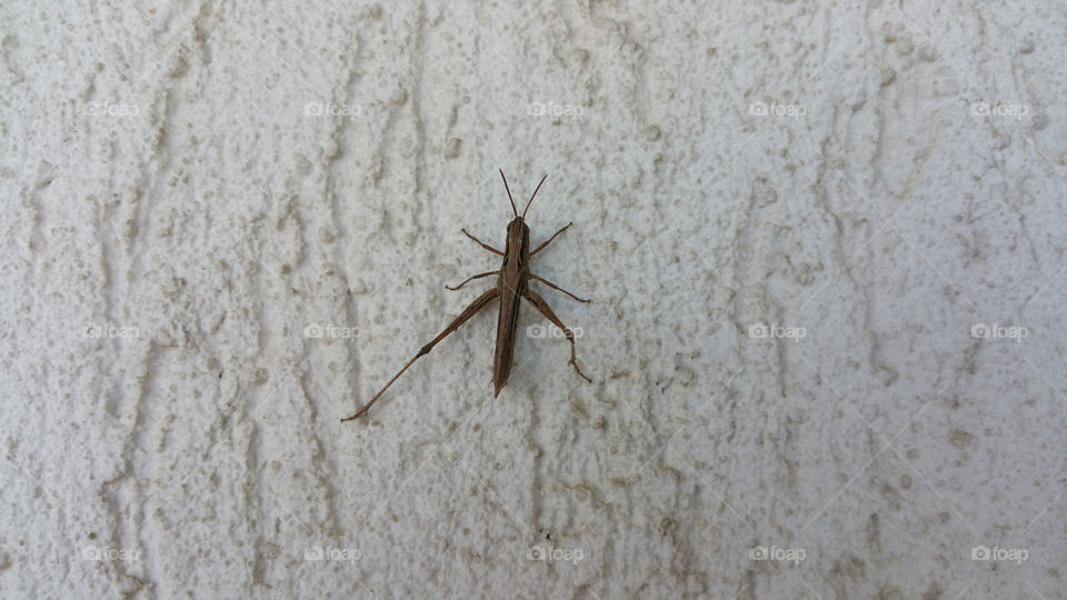 Grasshopper on wall