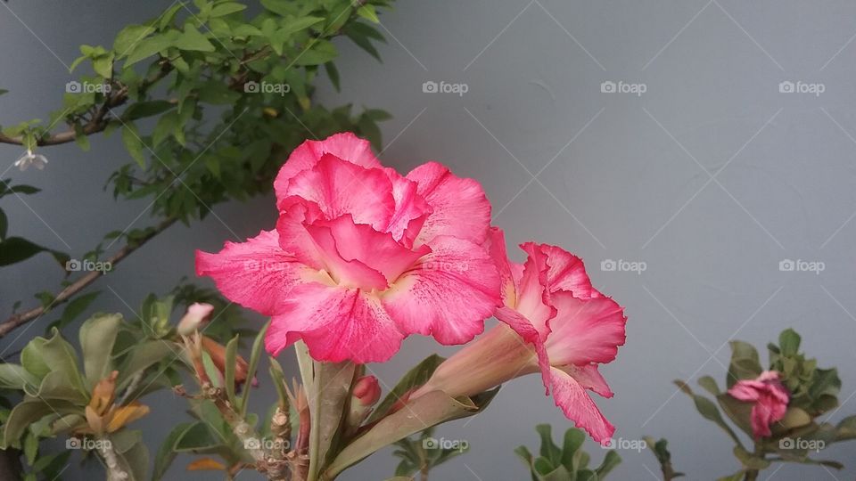 Are they Adenium? They are beautiful.