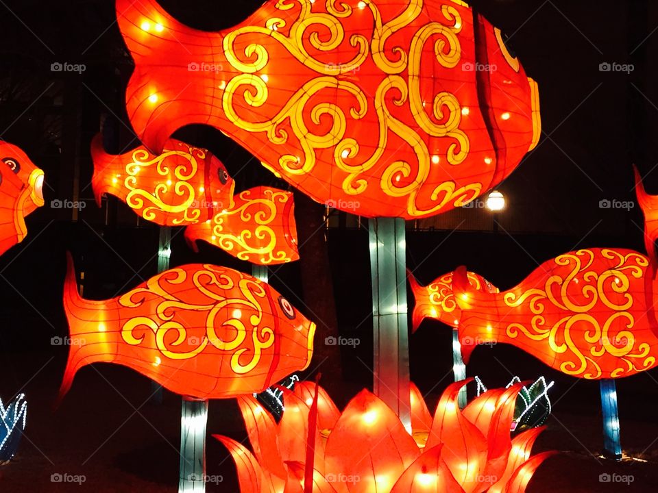 Chinese Lantern Show from Centennial Olympic Park in Atlanta, Georgia. Beautiful symmetry and colors. Goldfish garden. 