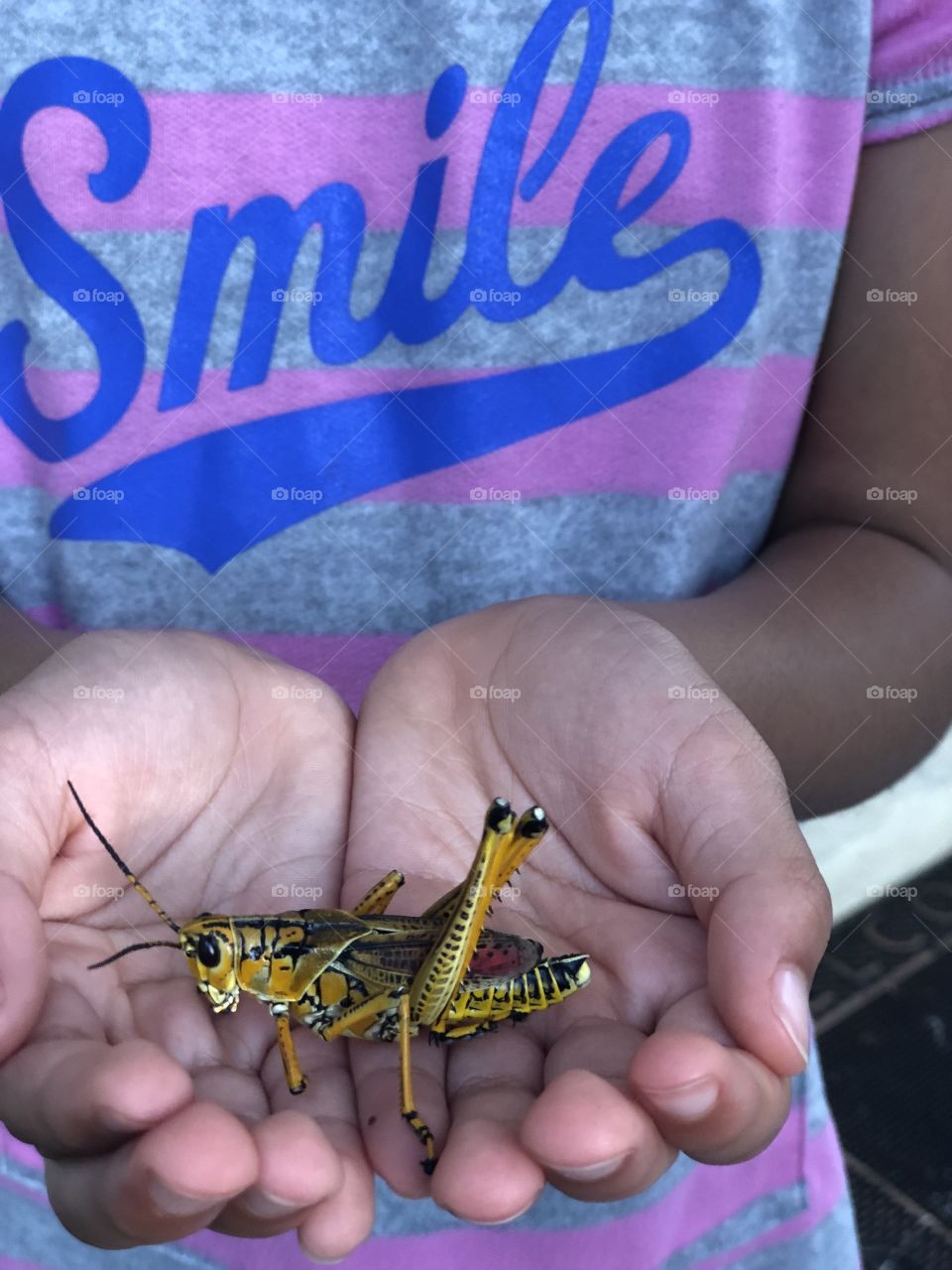 A locust in the hands is worth what?