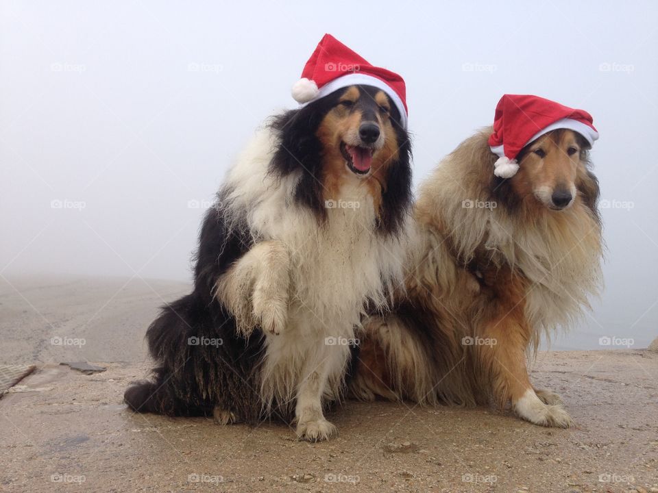 My collie dogs  Lassie and Candy wearing a xmas hat, enjoying the autumn on the beach and celebrating the upcoming holidays waving hello 