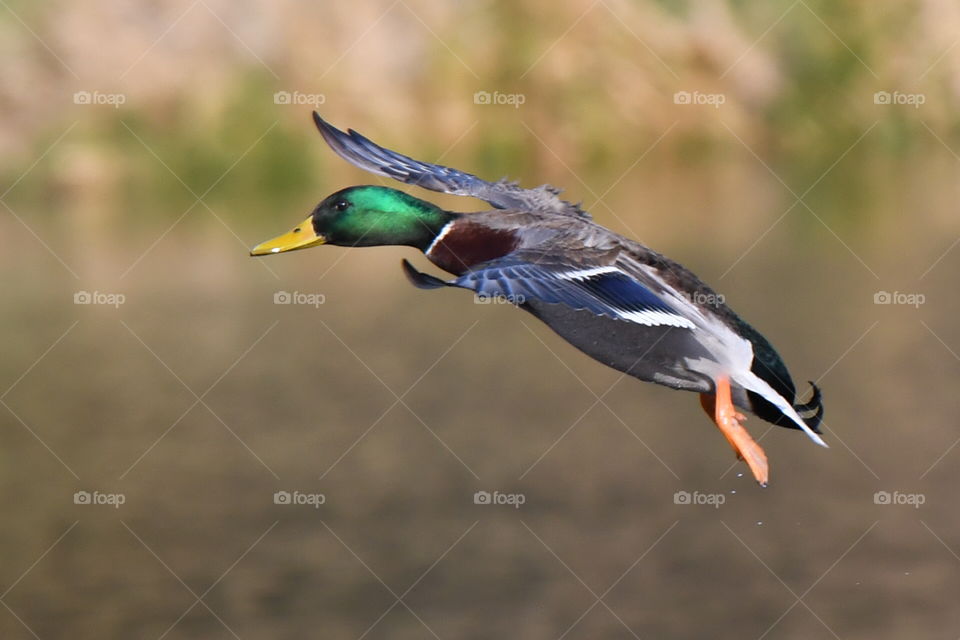 duck fly