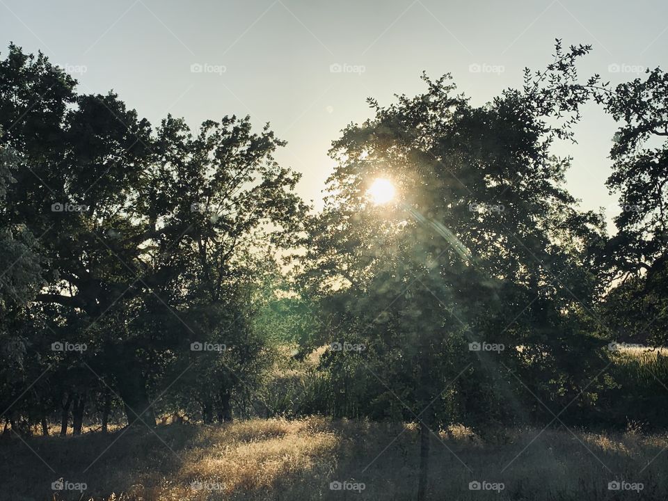 Sunsets and golden hour through the trees on a springtime evening 
