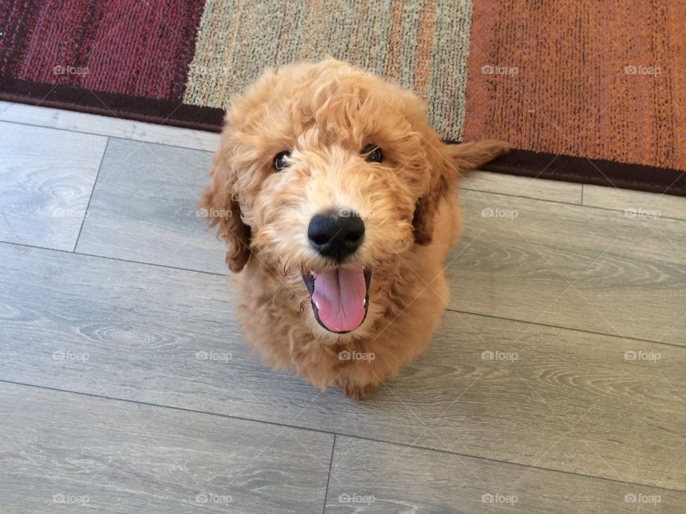 Close-up of a cute puppy