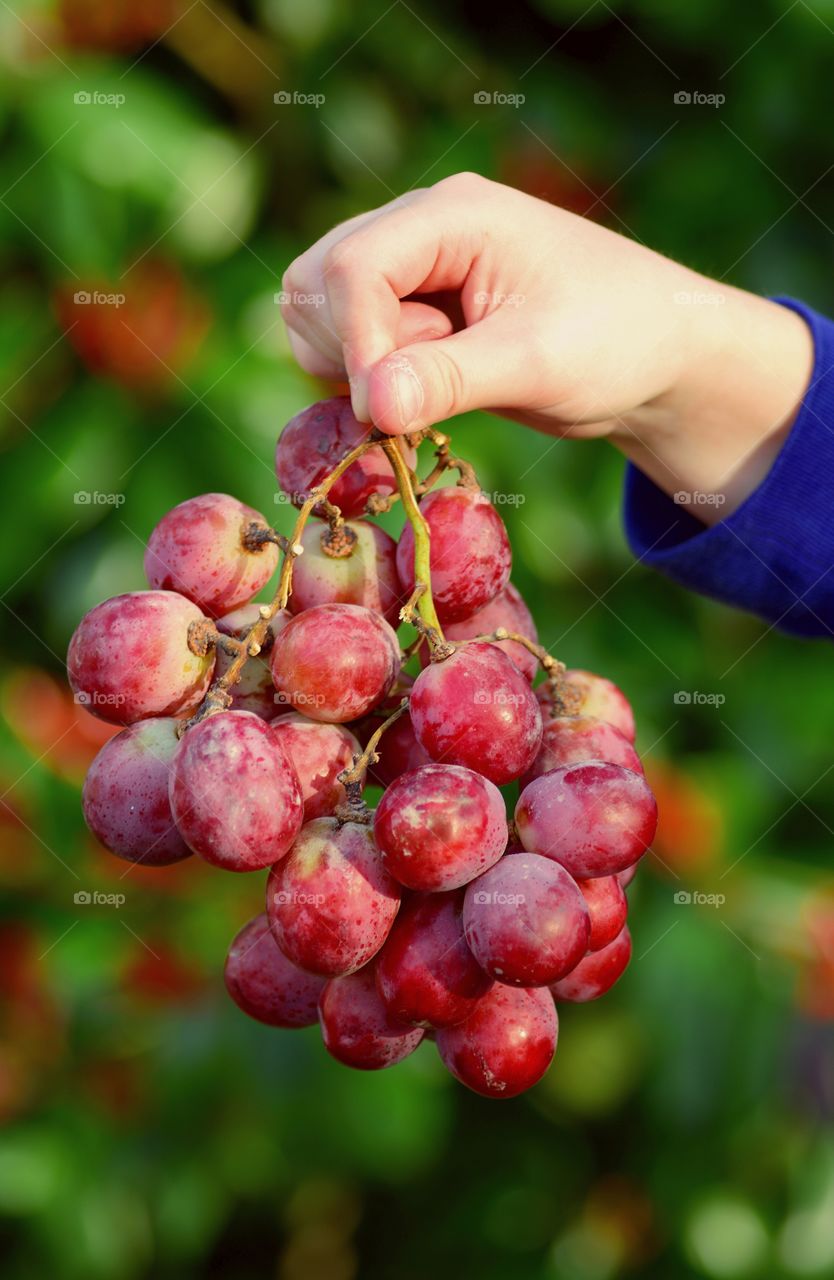 Person's hand holding bunch of red grapes