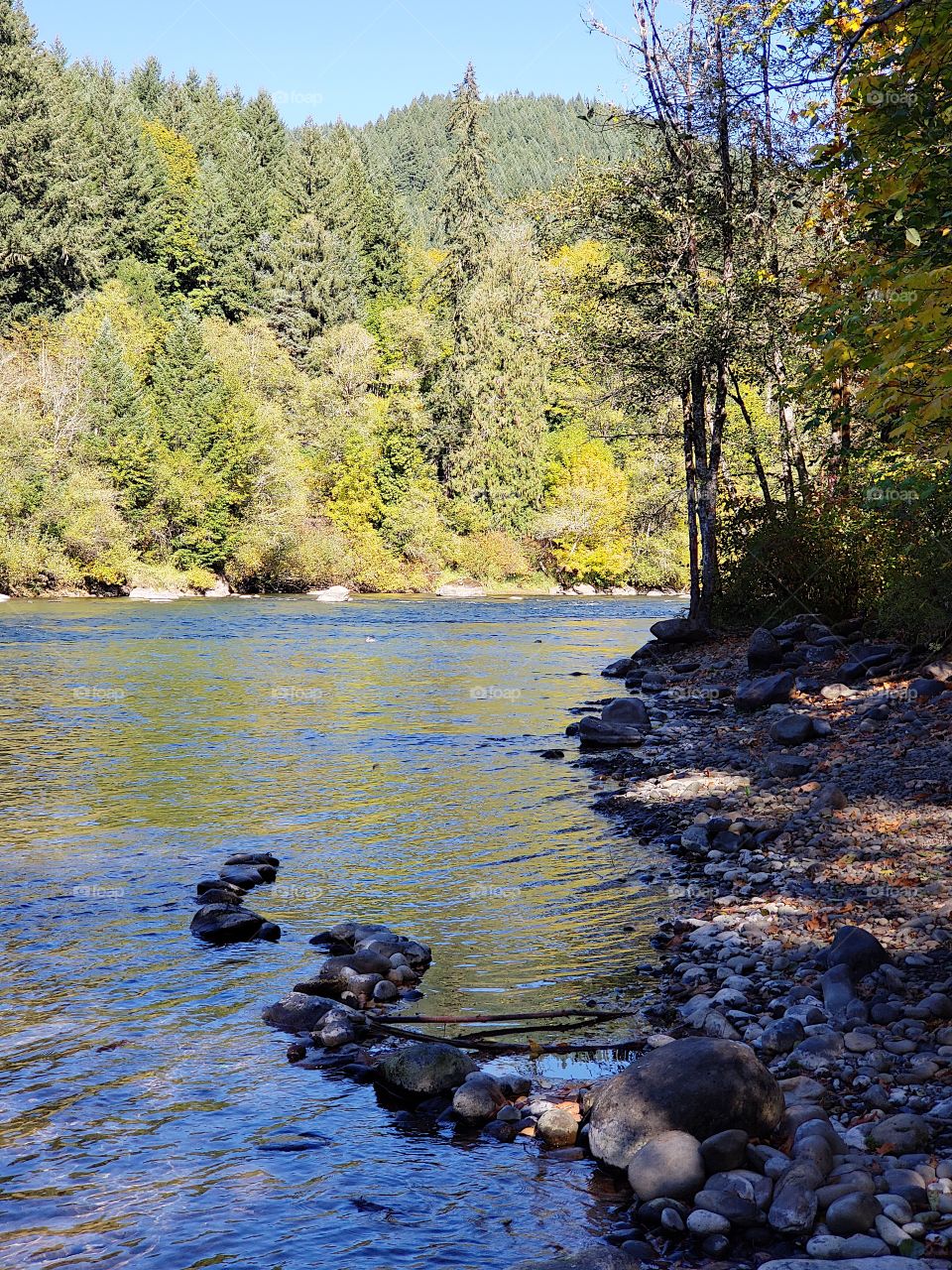 Rocks, trees, and fall foliage in beautiful colors along the banks of the McKenzie River in Western Oregon on a sunny autumn day.