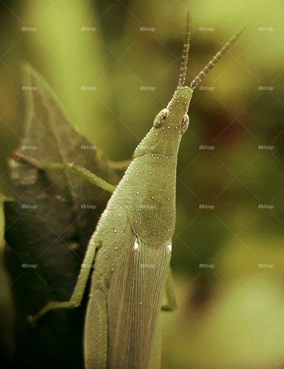 Oriental Long Headed Grasshopper (Chinese Grasshopper)