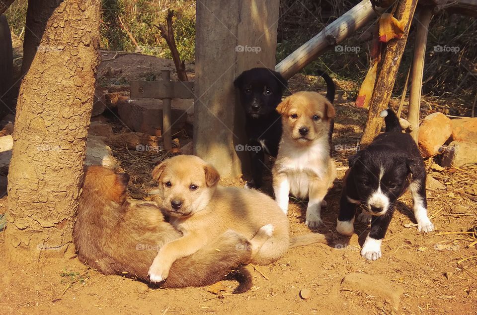 winter morning 1 month born these puppies
.