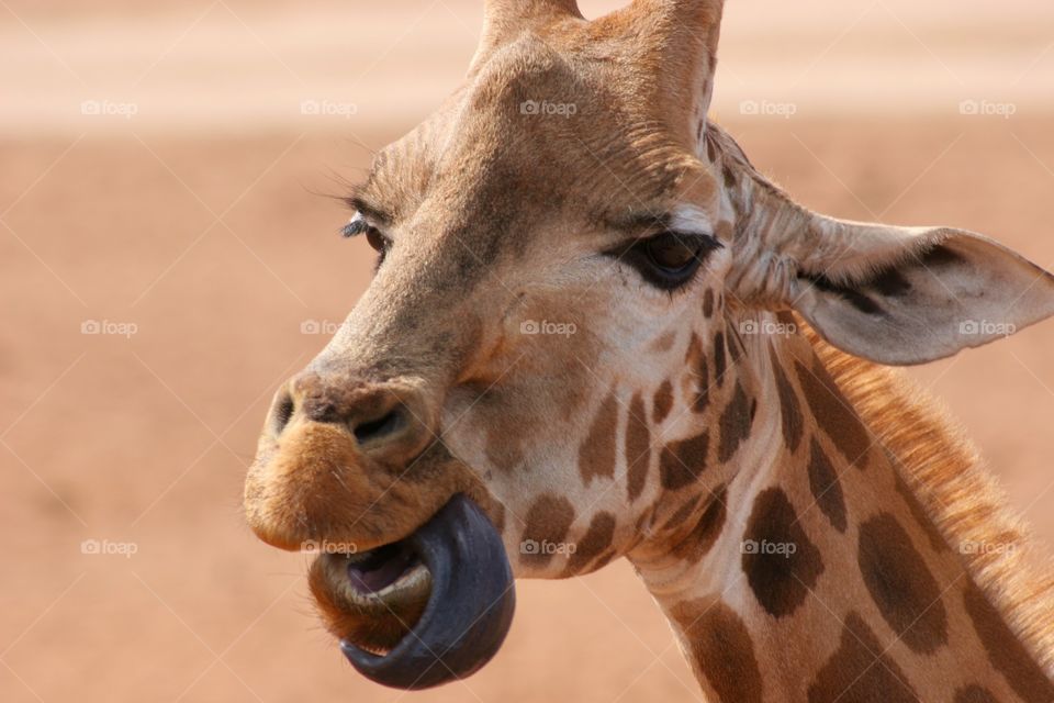 Close-up of giraffe with sticking out tongue