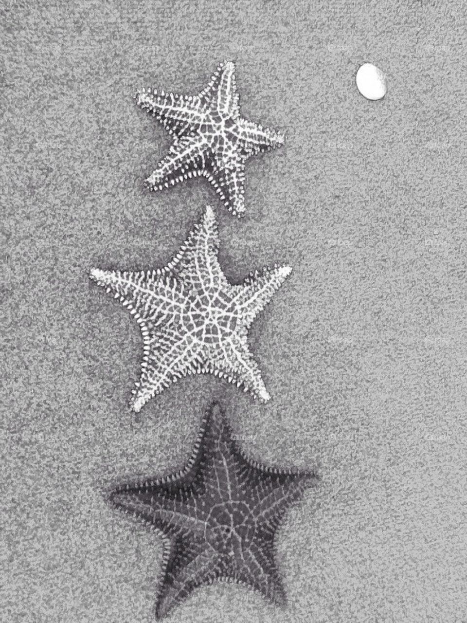 Starfish