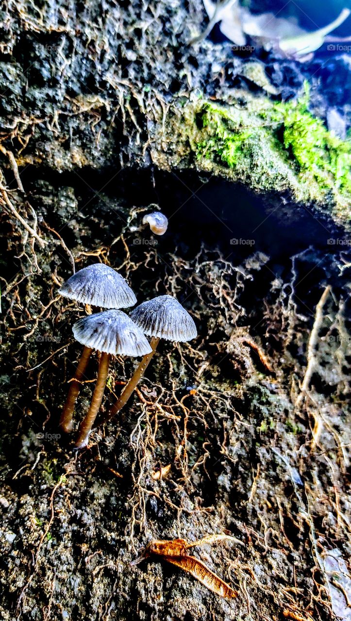 Mushroom in my garden