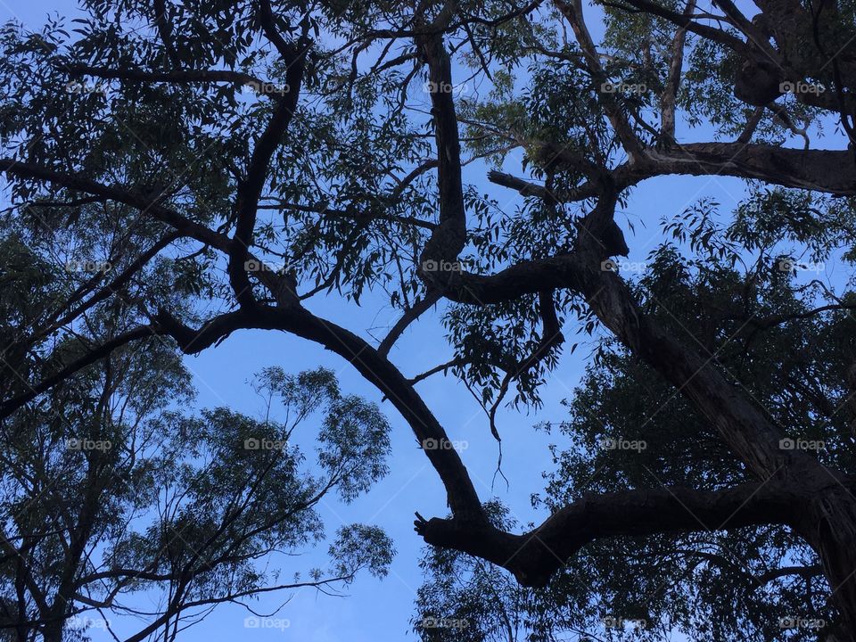 Dark nighttime trees