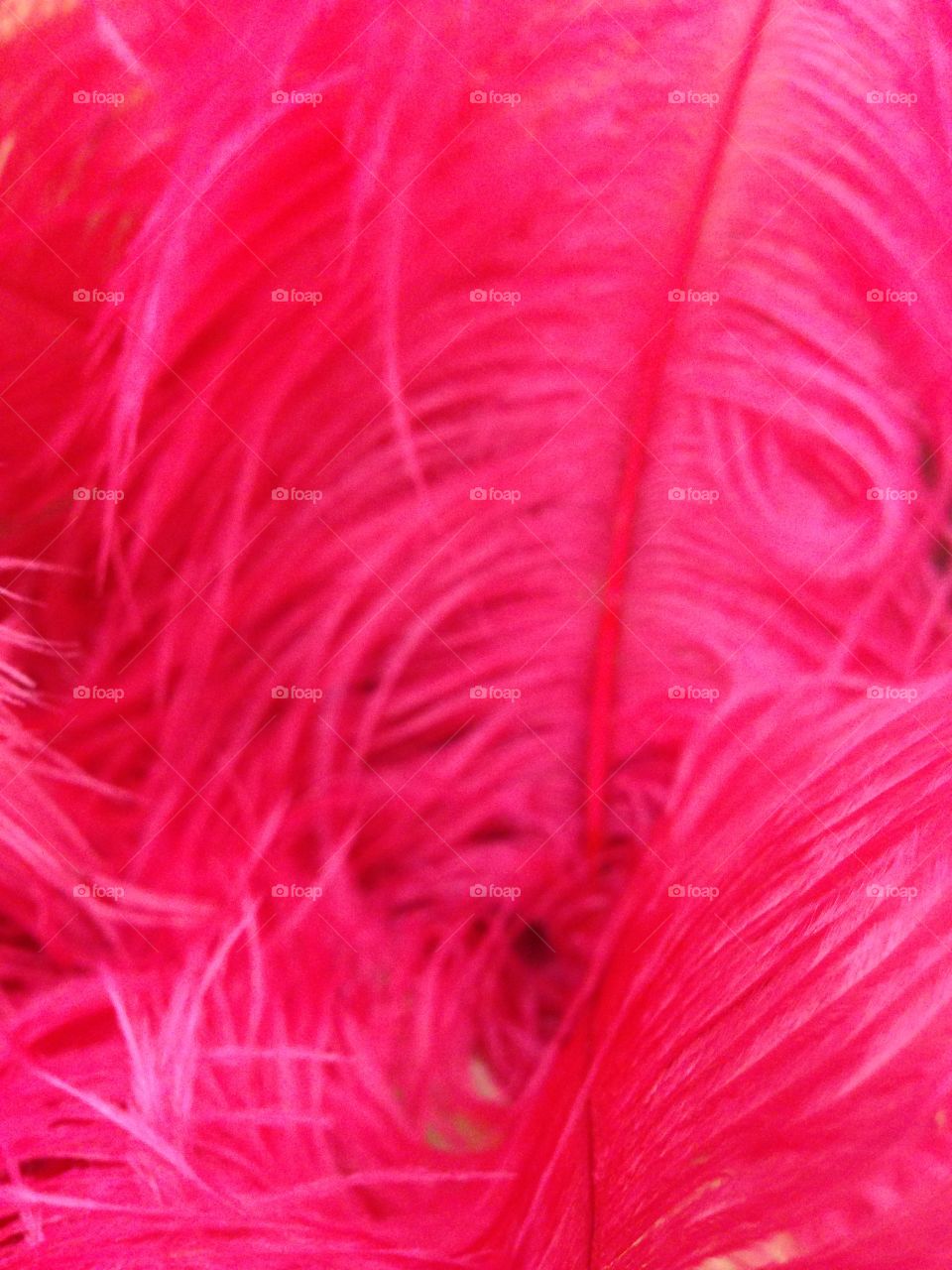 Feathers