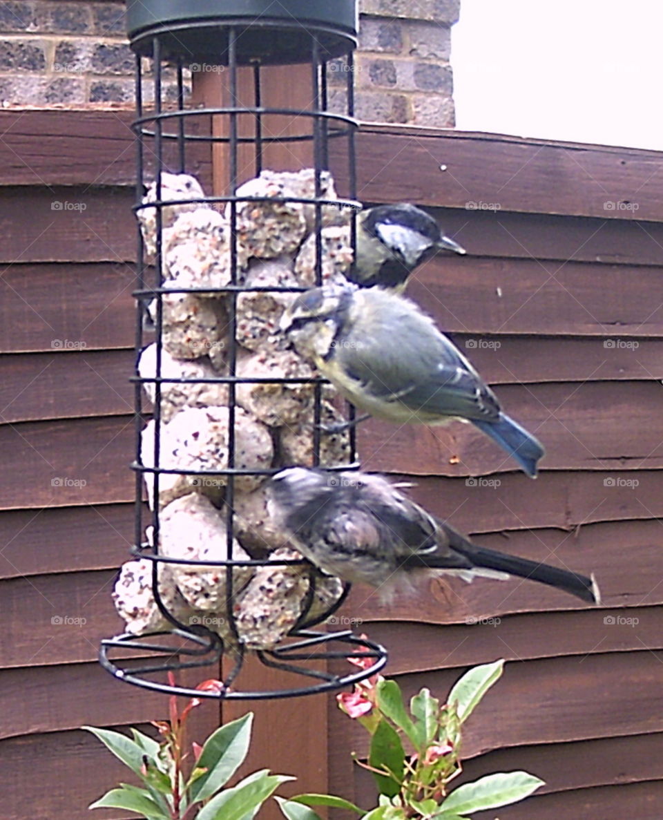 Tits on feeder