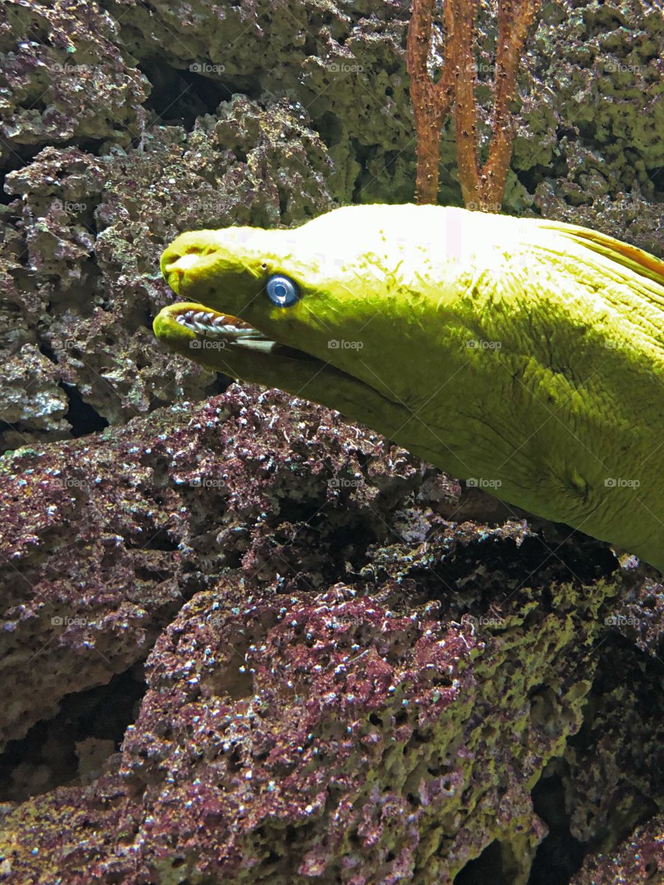 A bright yellow eel exposing its teeth while popping out of its hole. 