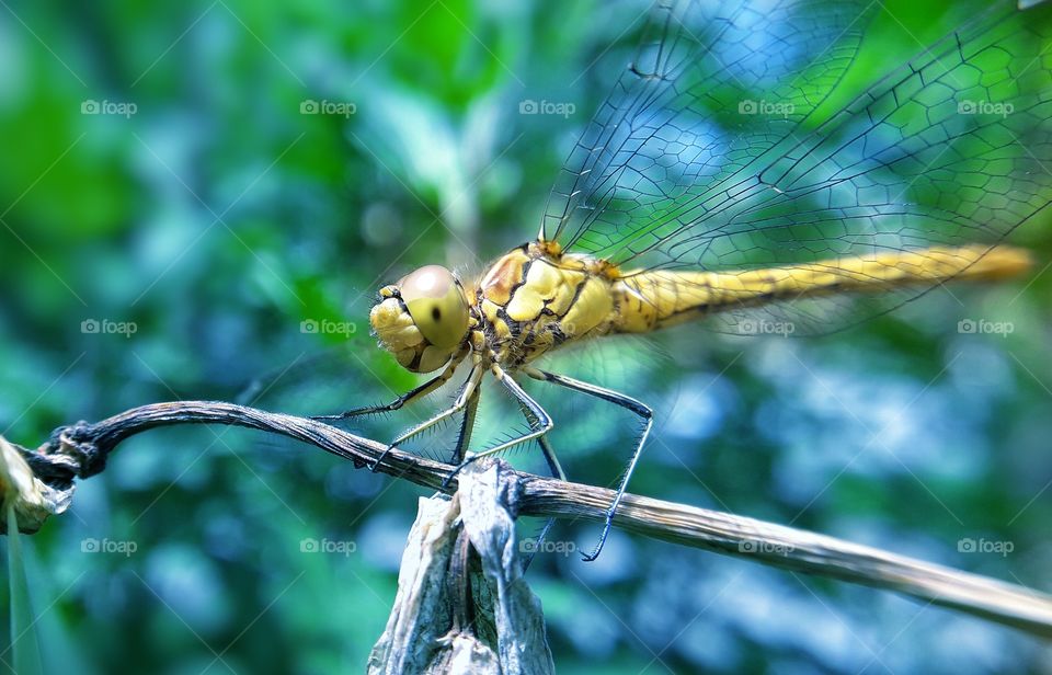 Macro photo of the dragonfly