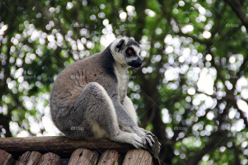 lemur on a roof. A ring tailed lemur sitting on a roof at the wild animal zoo in china.